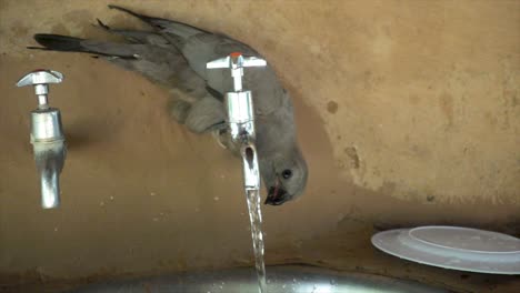 Cámara-Lenta-De-Un-Pequeño-Pájaro-Salvaje-Africano-Bebiendo-De-Un-Grifo-De-Agua