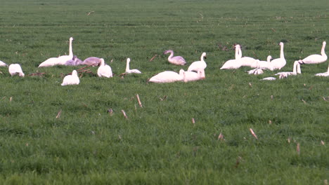 A-flock-of-Trumpeter-Swans-grazing-in-a-field