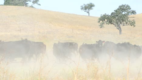 Herd-of-black-Angus-cattle-running-to-a-stop-in-a-big-dust-cloud
