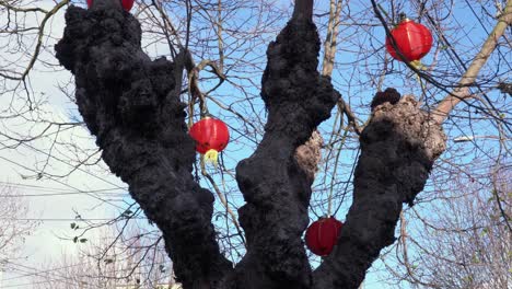 Rote-Chinesische-Laternen,-Die-In-Einem-Baum-Für-Das-Neue-Mondjahr-Des-Schweins-Hängen,-Blasen-Im-Wind-In-Der-Chinatown-parade-In-San-Francisco,-Kalifornien-Tagsüber
