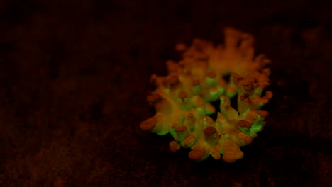 The-bioluminescent-fungus,-Panellus-Stipticus-glows-in-twilight