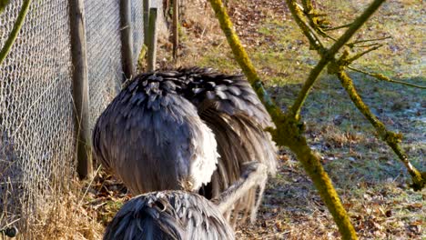 Rhea-cleaning-his-feathering