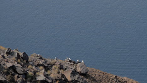 Seagulls-flying,-taking-off-and-landing-from-a-steep-cliff,-overlooking-the-aegean-sea-and-the-Santorini-caldera