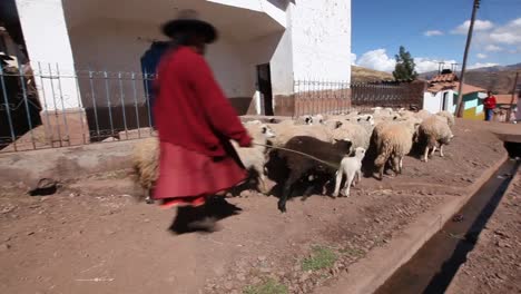 A-Peruvian-woman-in-traditional-clothing-herding-sheep-down-a-road-in-a-small-village-outside-of-Cusco,-Peru