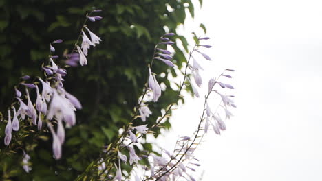 Hermosas-Flores-Moradas-En-Un-Arbusto