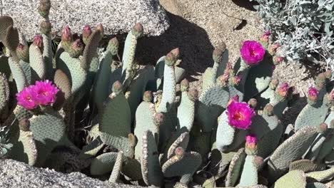 Beavertail-Cactus,-Der-Mitte-April-Entlang-Des-Pacific-Crest-Trail-Blüht