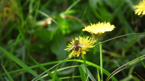 Biene-Sammelt-Pollen-An-Einem-Windigen-Frühlingstag
