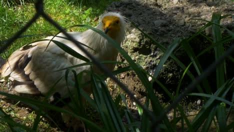 Egyptian-vulture-drinks-and-looks-around