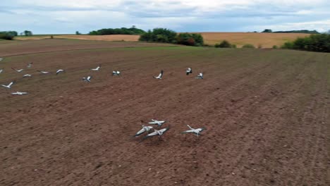 Large-group-of-common-cranes-starting,-taking-off-from-rural-field-for-migration-flight