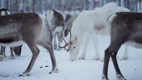 Slowmotion-of-a-white-reindeer-with-antlers-eating-food-from-frozen-ground-among-other-reindeer-in-a-snowy-forest-in-Lapland-Finland