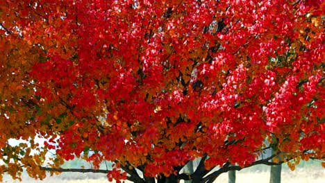 Herbstfarben-Erscheinen-Kurz-Vor-Dem-Herbst,-Die-Blätter-Des-Sommers-Verwandeln-Sich-In-Rot,-Gelb,-Orange-Und-Braun-Des-Herbstes