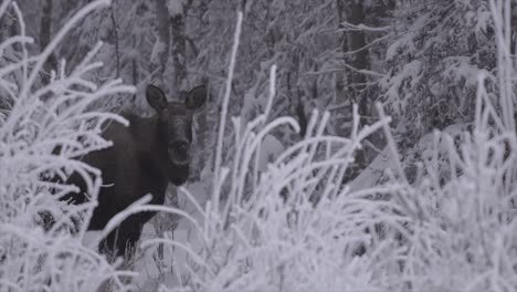 Female-moose-hides-in-snowy-forest,-Anchorage-Alaska-4k