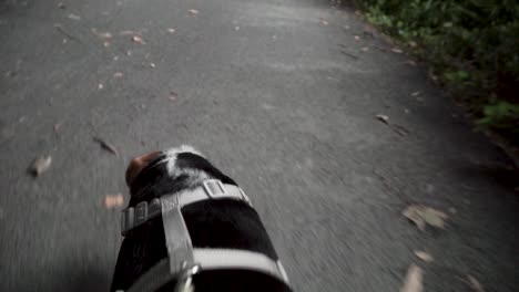 Point-of-view-while-holding-leash-and-walking-dog-on-trail-in-slow-motion