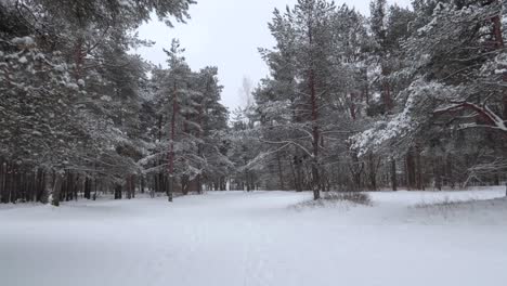 Dolly-In-Schuss-Eines-Pinienwaldes-Im-Winter-Mit-Schnee-Bedeckt-Mit-Klarem,-Weißem-Himmel