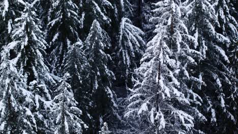 Ankerwald-Bedeckt-Mit-Schneefall,-Neigung-Nach-Oben-über-Schöne-Schneebedeckte-Landschaft-4k