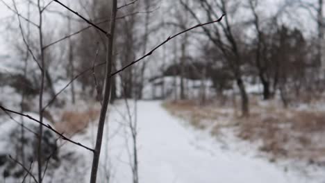 dolly-out-shot-of-a-twig-next-to-a-forest-path-covered-in-snow