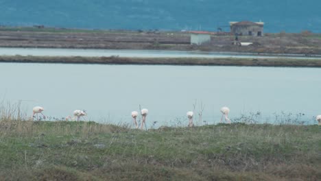 Flamingos-in-foreground-feeding-searching-for-food