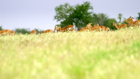 Kenya_Slow-Motion-herd-of-Gazelle-on-horizon-in-tall-grass