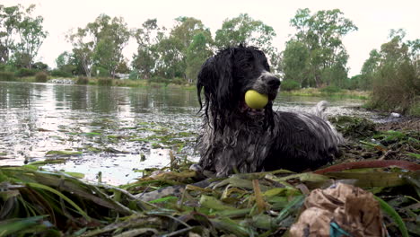 An-English-springer-spaniel-dog-sitting-by-the-edge-of-a-lake-in-the-weeds-with-a-ball-in-his-mouth