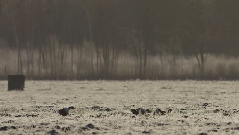 Black-grouse-lek-in-early-morning