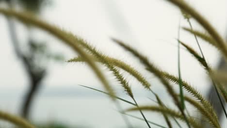Gras-Ährchen,-Wilde-Pflanze-Wiegt-Sich-Im-Wind,-Steady-Shot