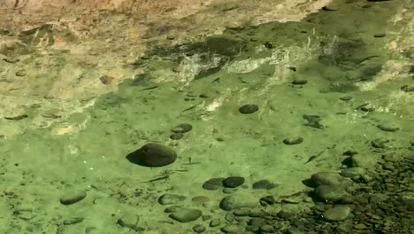 Minnows-swimming-in-clear-water