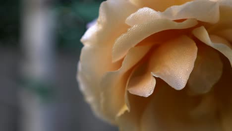 Very-close-shot-of-yellow-garden-rose-with-water-droplets-forming-on-petals