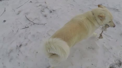 SLOW-MOTION---White-Husky-dog-running-in-the-snow-with-a-rope-dog-toy-in-his-mouth