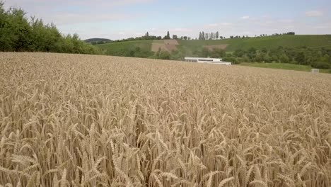Getreidefeld-Vor-Der-Ernte
