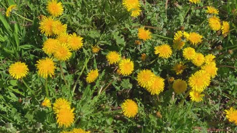 Yellow-Dandelions-moving-in-the-wind