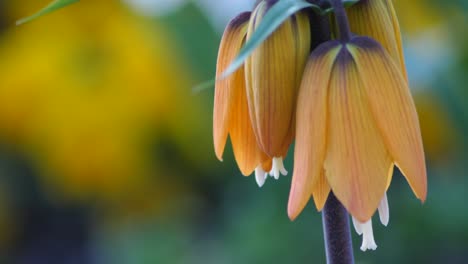 Fritillaria-imperialis-slow-motion-shot