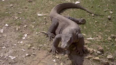 A-big-komodo-dragon,-the-world's-biggest-lizard-is-look-around-itself-to-see-whats-going-go
