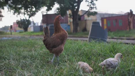 Chicken-with-baby-chicks-at-the-old-deserted-train-station-of-Mombasa,-Kenya