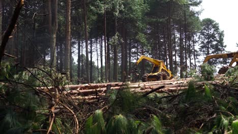 Logger-moving-cut-down-trees
