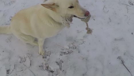 SLOW-MOTION---White-Husky-dog-with-a-rope-dog-toy-in-his-mouth-sitting-in-the-cold-winter-snow