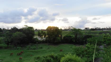 Fliegen-über-Villa-Durch-Palmen-Bei-Sonnenuntergang-In-Bali-Indonesien