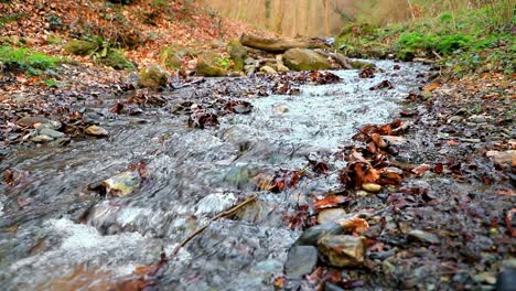 Small-stream-in-forest-on-a-cloudy-morning-in-slow-motion