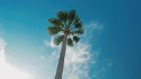 Footage-looking-up-to-the-fronds-of-a-palm-tree,-with-the-clouds-passing-by
