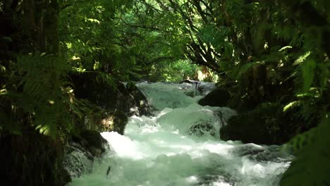SLOWMO---Low-upstream-shot-of-pristine-clear-creek-flowing-fast-over-rocks-in-native-lush-New-Zealand-forrest