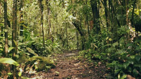 Wanderersicht-In-Einem-Sommergrünen-Amazonas-Tropenwald-In-Brasilien