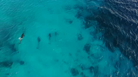 Delfine-Am-Atlantis-Beach,-Bonaire