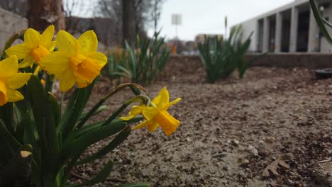 A-slow-camera-pan-of-yellow-Daffodils-in-a-small-garden-on-the-side-of-the-road-in-a-city-waving-in-the-wind