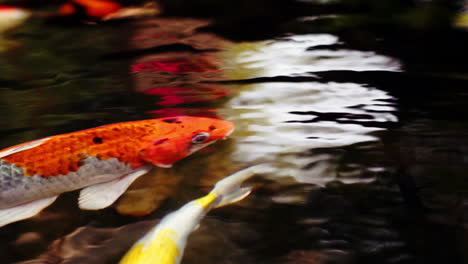 A-colorful-variety-of-ornamental-Koi-Carp-fishes-or-Kohaku-is-one-of-the-gosanke,-the-‘Big-Three’,-consisting-of-Kohaku,-Sanke,-and-Showa,-swimming-gracefully-in-outdoor-tranquil-koi-pond