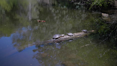 Schildkröten-Auf-Einem-Baumstamm