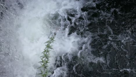 Wasserfall-Mit-Grünem-Zweig-Des-Schwarzen-Wassers