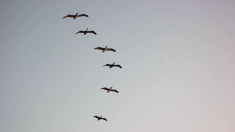 4K-Aufnahmen-Von-Pelikanen,-Die-Eines-Morgens-Gemeinsam-über-Einen-Strand-In-Südflorida-Fliegen