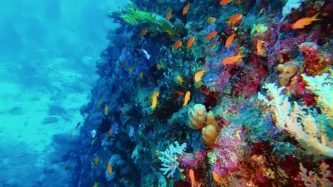 Stunningly-colorful-sea-wild-life