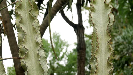 Blasse-Euphorbia,-Euphorbia-Ammak-Kaktus