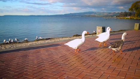 Grupo-De-Gansos-Caminar-Alrededor-Del-Lago-Rotorua-Nueva-Zelanda
