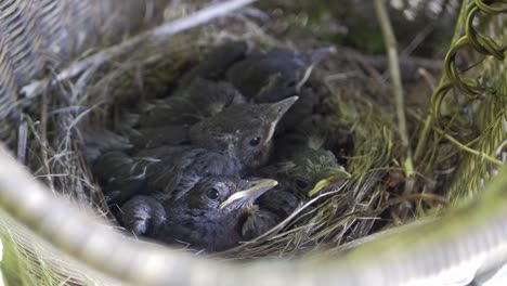 Closeup-of--baby-birds-nesting-in-bicycle-basket
